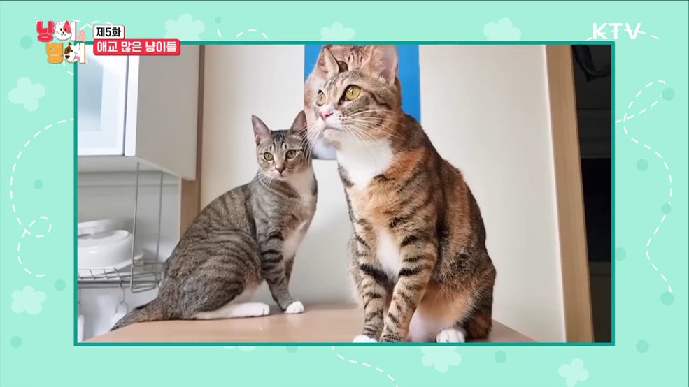 애교 많은 냥이들