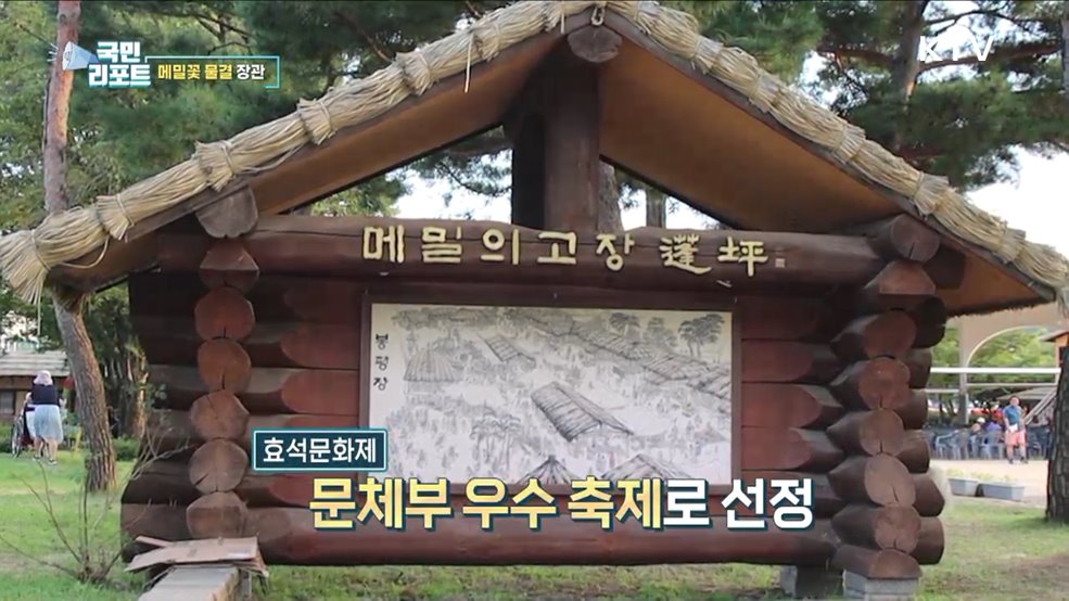 '메밀꽃 물결' 장관···평창 봉평 '효석문화제' 성황