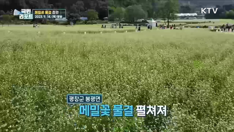 '메밀꽃 물결' 장관···평창 봉평 '효석문화제' 성황