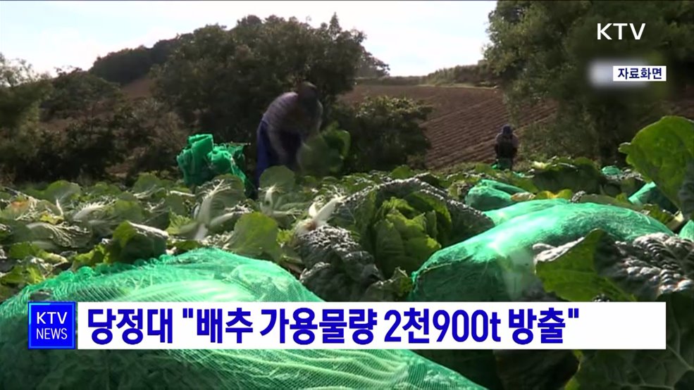 당정대 "배추 가용물량 2천900t 방출"