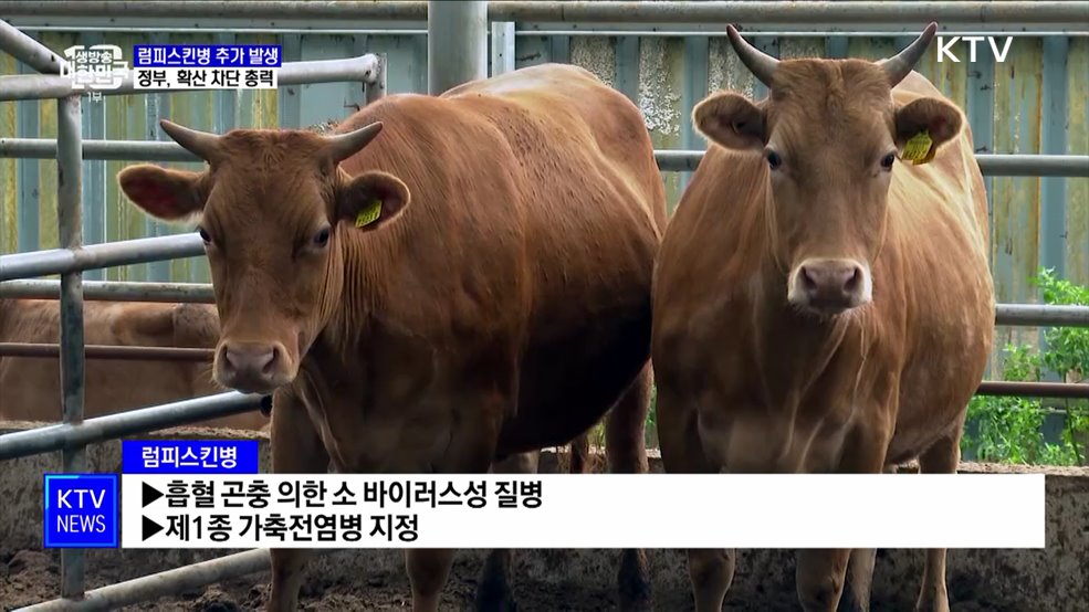 럼피스킨병 추가 발생···확산 차단 총력