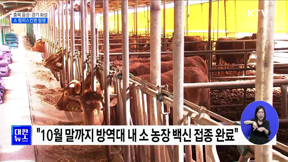 충북 음성·경기 화성도 소 럼피스킨병 발생···총 17건