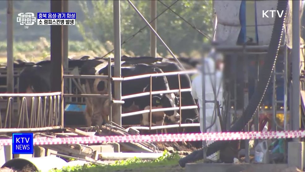 충북 음성·경기 화성도 소 럼피스킨병 발생···총 17건