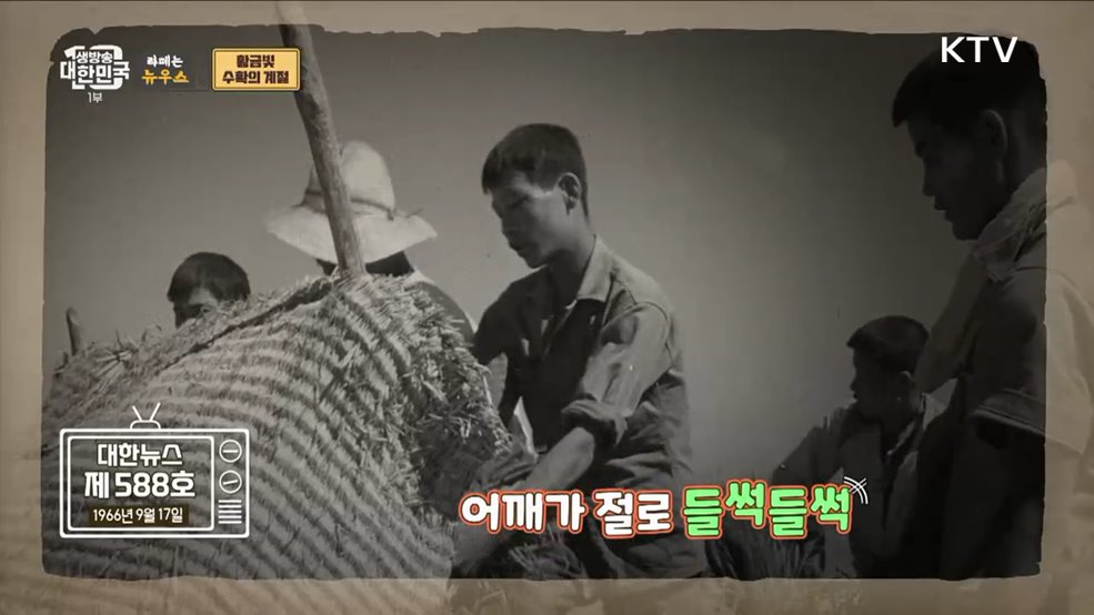 풍년이로구나~! 황금빛 수확의 계절 [라떼는 뉴우스]