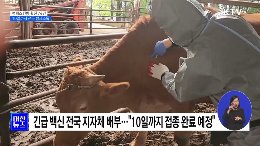 소 럼피스킨병 확진 74건···10일까지 전국 방제소독