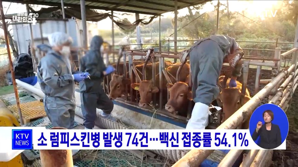 소 럼피스킨병 발생 74건···백신 접종률 54.1%