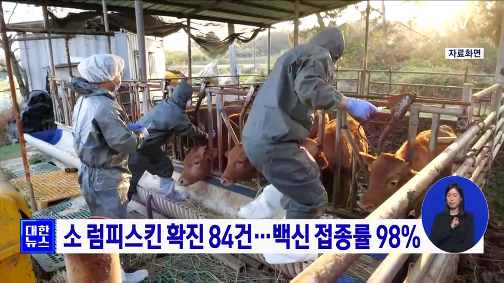 소 럼피스킨 확진 84건···백신 접종률 98%