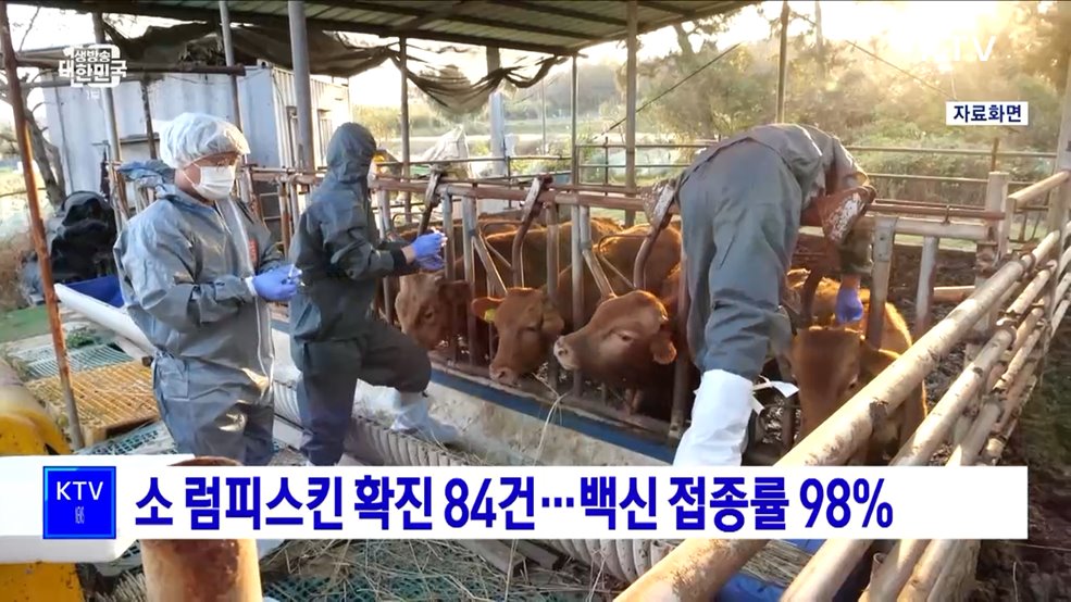 소 럼피스킨 확진 84건···백신 접종률 98%