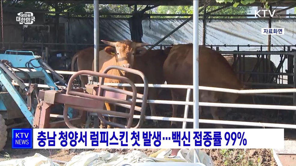 충남 청양서 럼피스킨 첫 발생···백신 접종률 99%