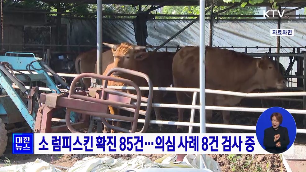 소 럼피스킨 확진 85건···의심 사례 8건 검사 중