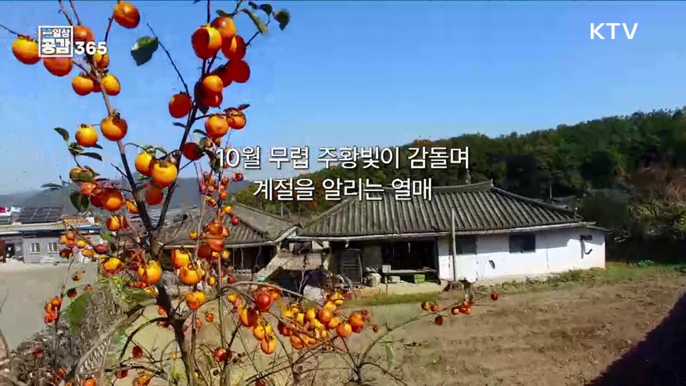 나눔의 미학이 깃든 과실, 감 [일상공감365]