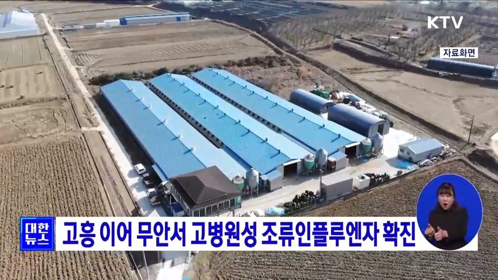 고흥 이어 무안서 고병원성 조류인플루엔자 확진