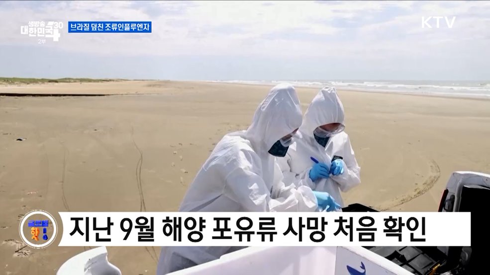 브라질, 조류인플루엔자 감염 동물 폐사 [글로벌 핫이슈]