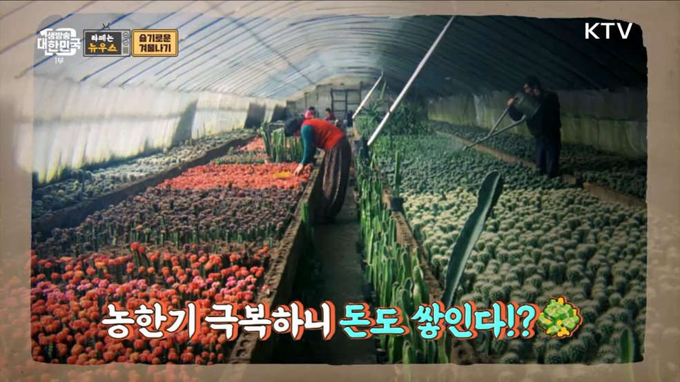 쉬지 않는 농촌, 겨울 바다도 풍년♪ [라떼는 뉴우스]