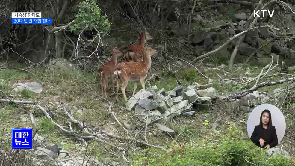 '사슴섬' 안마도···30여 년 만에 해법 찾아