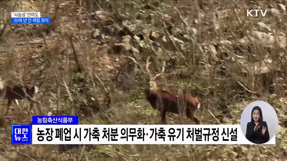 '사슴섬' 안마도···30여 년 만에 해법 찾아