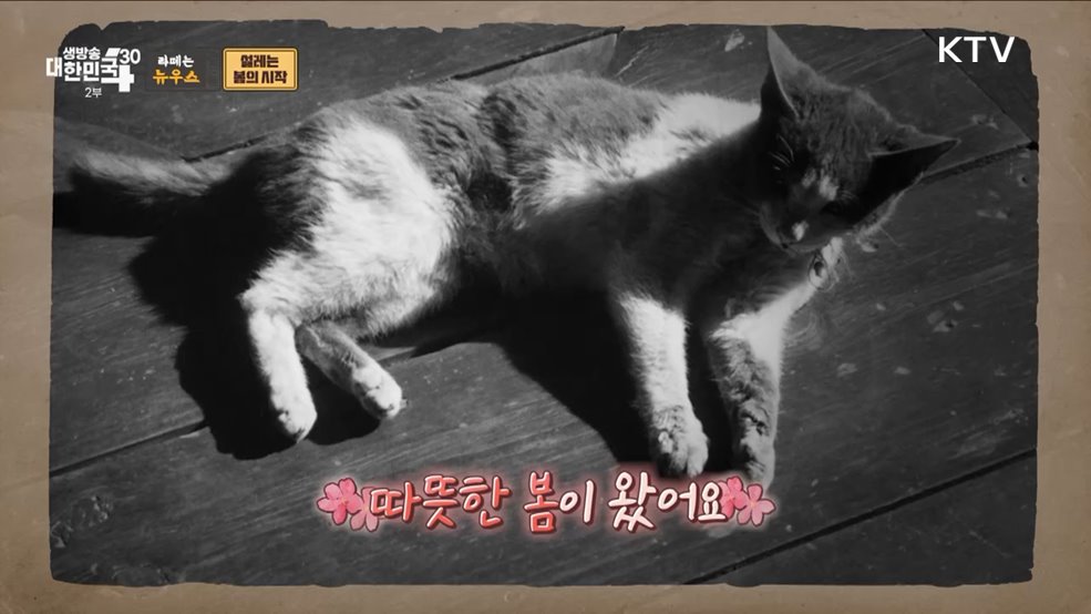 드디어 봄이 왔나 봄 그 시절 봄맞이 풍경 [라떼는 뉴우스]