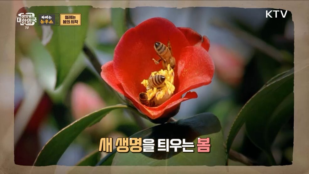 드디어 봄이 왔나 봄 그 시절 봄맞이 풍경 [라떼는 뉴우스]