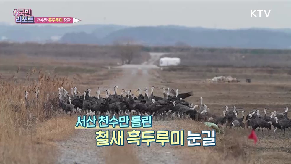 천수만에 찾아 온 '흑두루미 떼' 장관