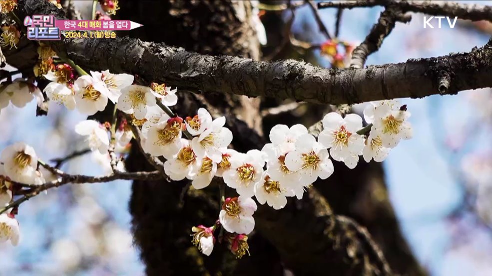 봄 알리는 우리나라 '4대 매화' 만개