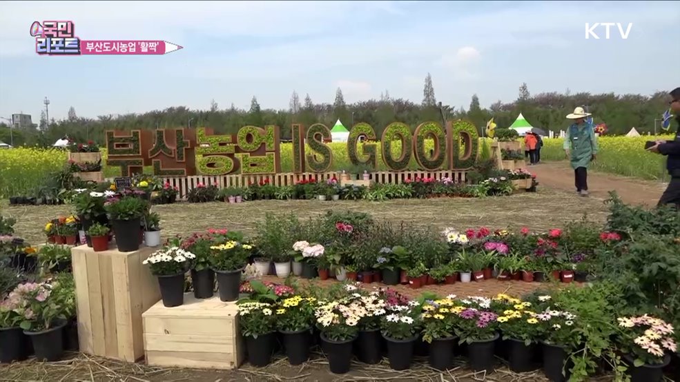 유채꽃 단지서 부산 '농업의 봄' 활짝