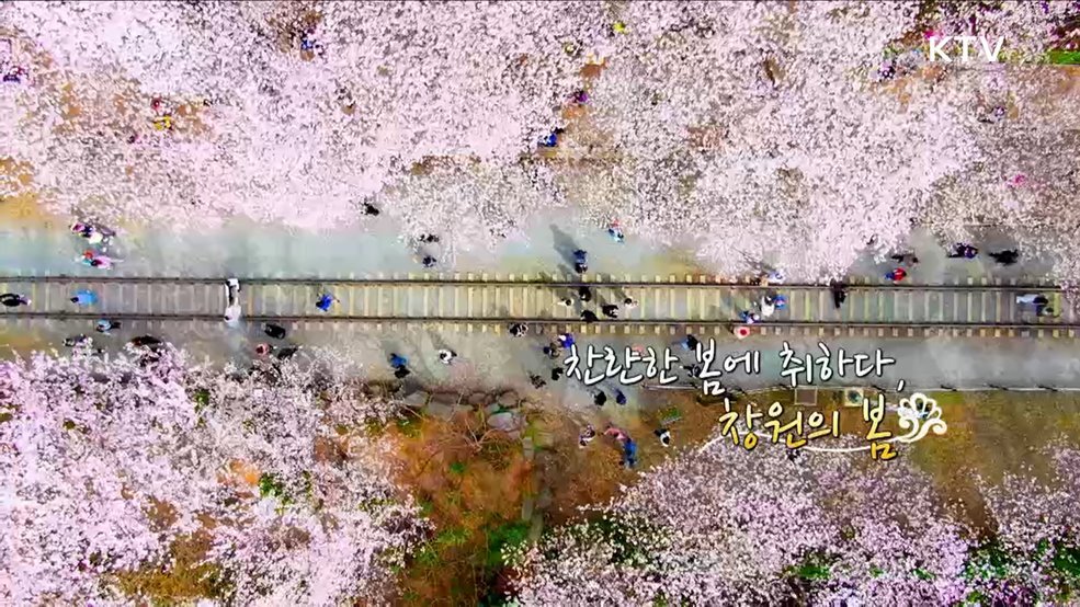 찬란한 봄에 취하다, 창원의 봄