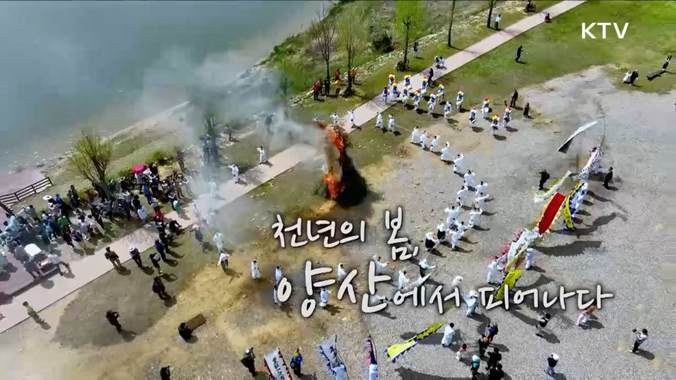 천년의 봄, 양산에서 피어나다