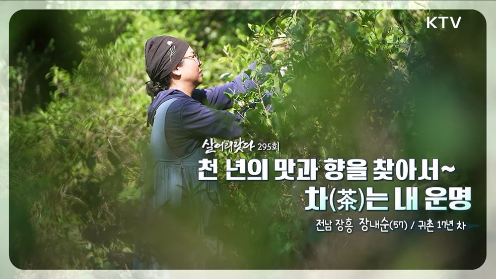 천 년의 맛과 향을 찾아서~ 차(茶)는 내 운명