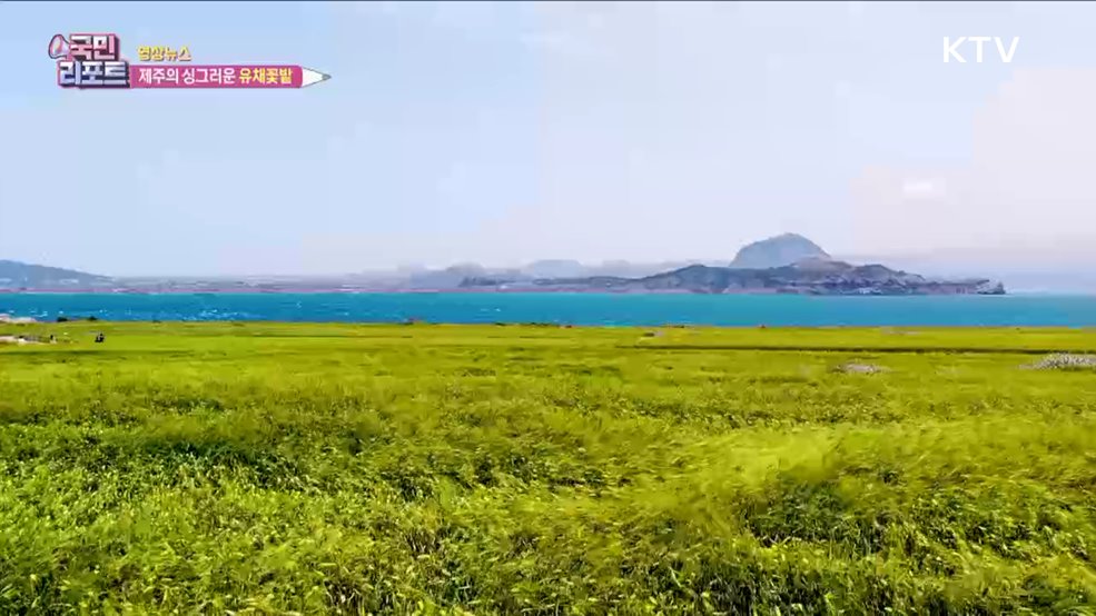 제주의 싱그러운 유채꽃밭 [한국의 美]