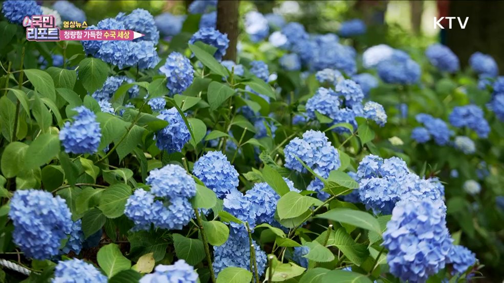 청량함 가득한 수국 세상 [한국의 美]