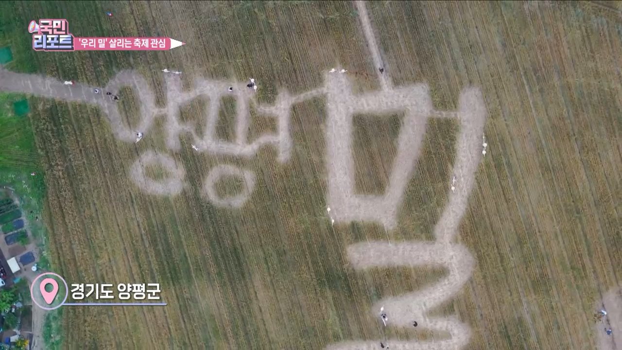 우리 밀 살리자, 양평 밀 축제 열려 관심