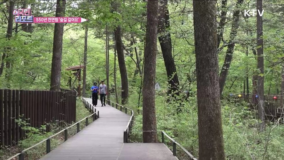 550년 천연림, 광릉숲 산책길 걸어요
