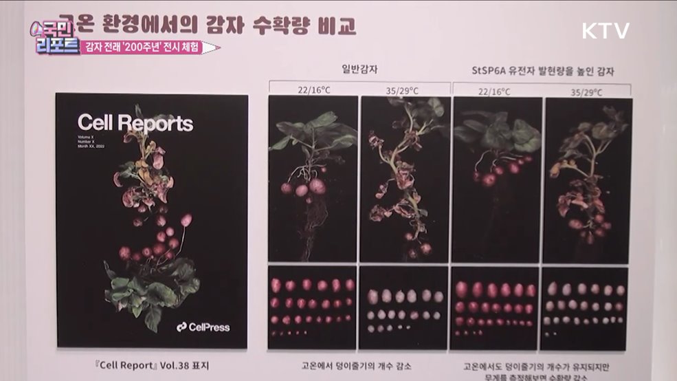 감자 전래 200주년 "다양한 체험 좋아요