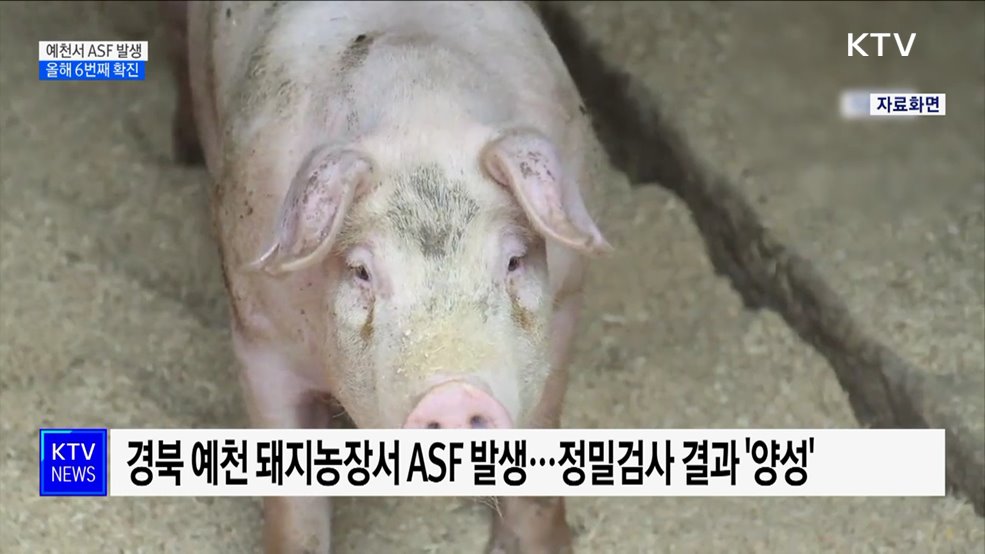 예천 돼지농장서 ASF 발생···올해 6번째 확진