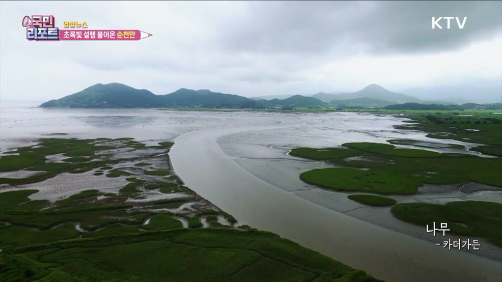 초록빛 설렘 불어온 순천만 [한국의 美]