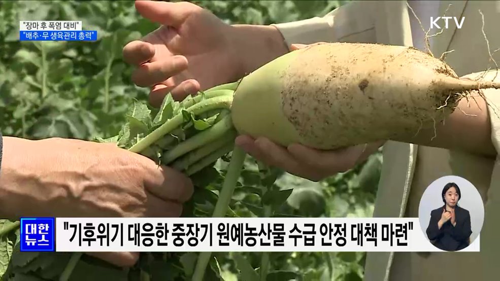 "장마 후 폭염 대비···배추·무 철저한 생육관리 필요" [정책현장+]