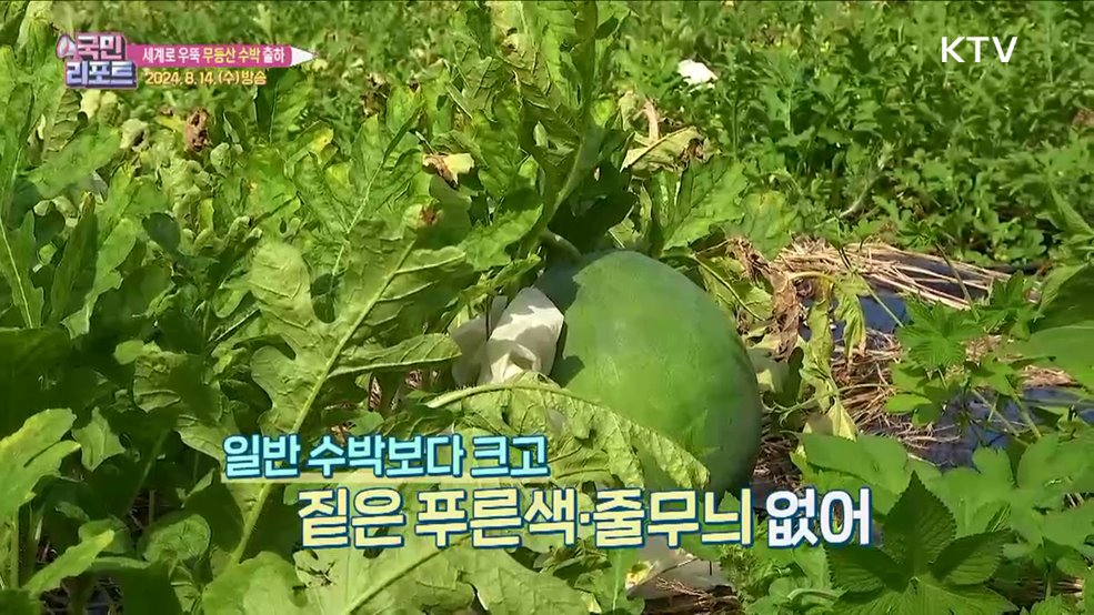 국제적 상표 지오푸드 등록 '무등산 수박' 출하