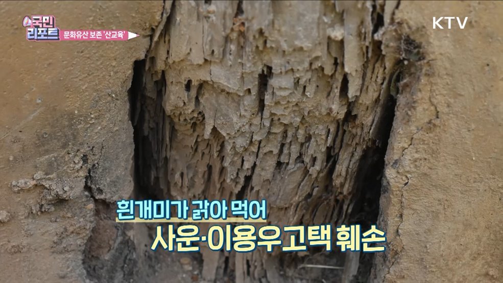 목조 문화유산 피해 유발 '흰개미' 관찰 체험
