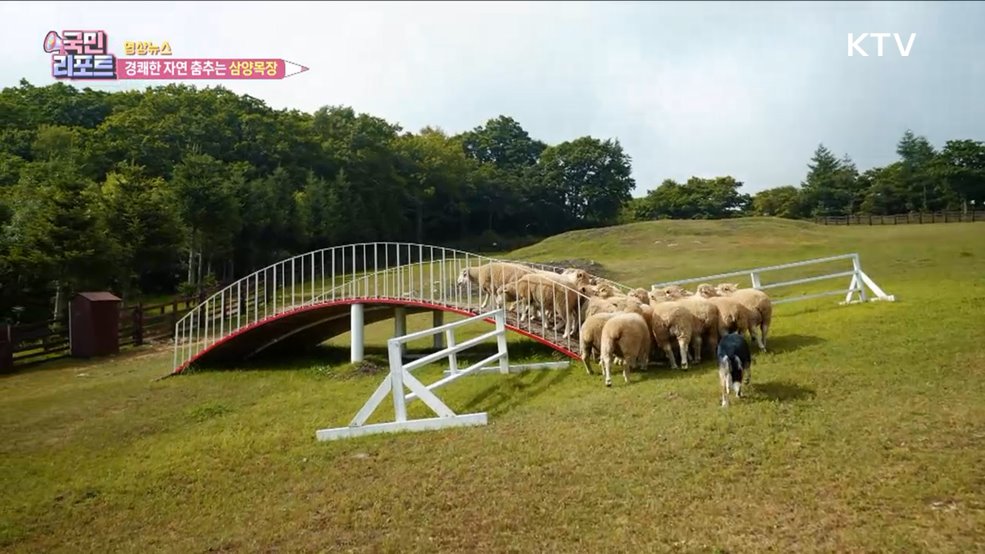 경쾌한 자연 춤추는 삼양목장 [한국의 美]