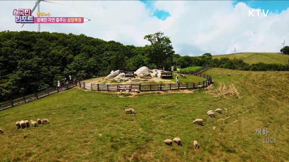 경쾌한 자연 춤추는 삼양목장 [한국의 美]