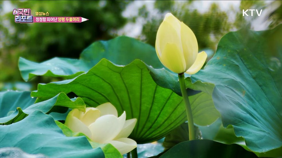 청청함 피어난 양평 두물머리 [한국의 美]