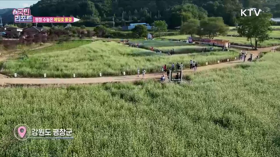 평창 '메밀꽃 물결' 관광객 발길 이어져