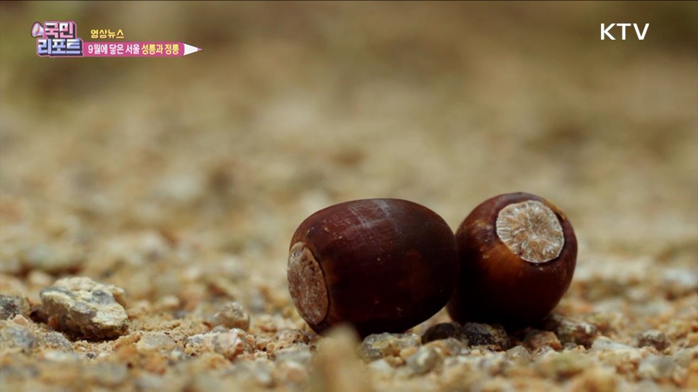 9월에 닿은 서울 성릉과 정릉 [한국의 美]