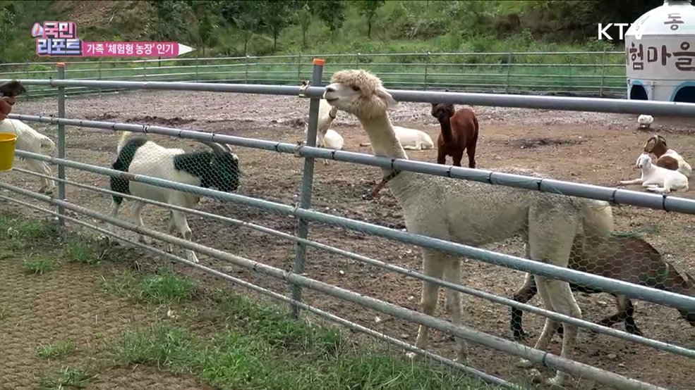 농촌에 활력 불어넣는 '체험형 농장' 인기