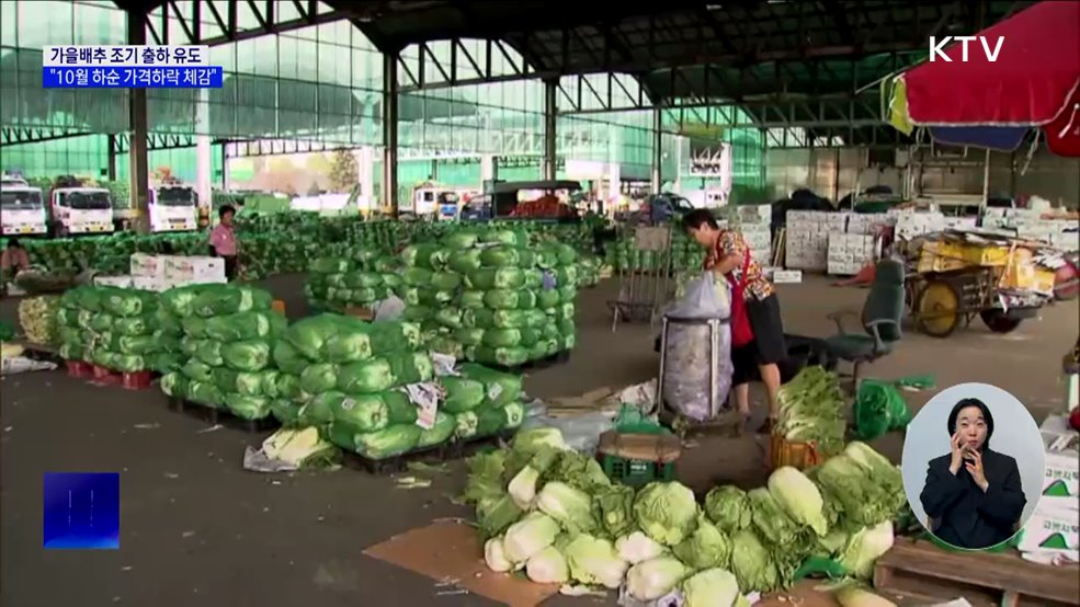 "금값 배추"···출하지역 확대해 이달 내 가격 잡는다