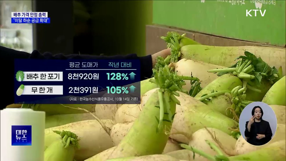 배추 가격 안정 총력···"이달 하순 공급 확대"