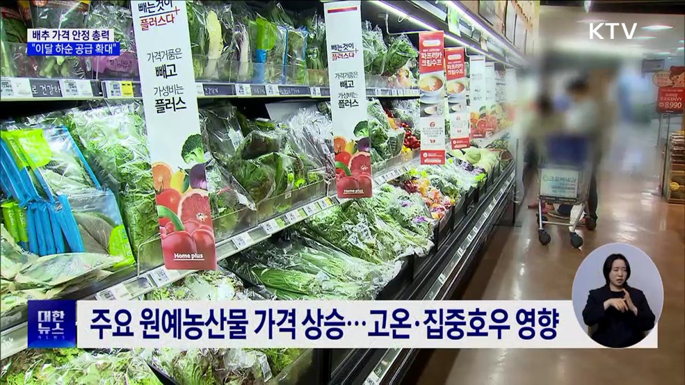 배추 가격 안정 총력···"이달 하순 공급 확대"