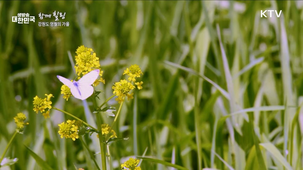 강원도 영월의 가을 [함께 힐링]