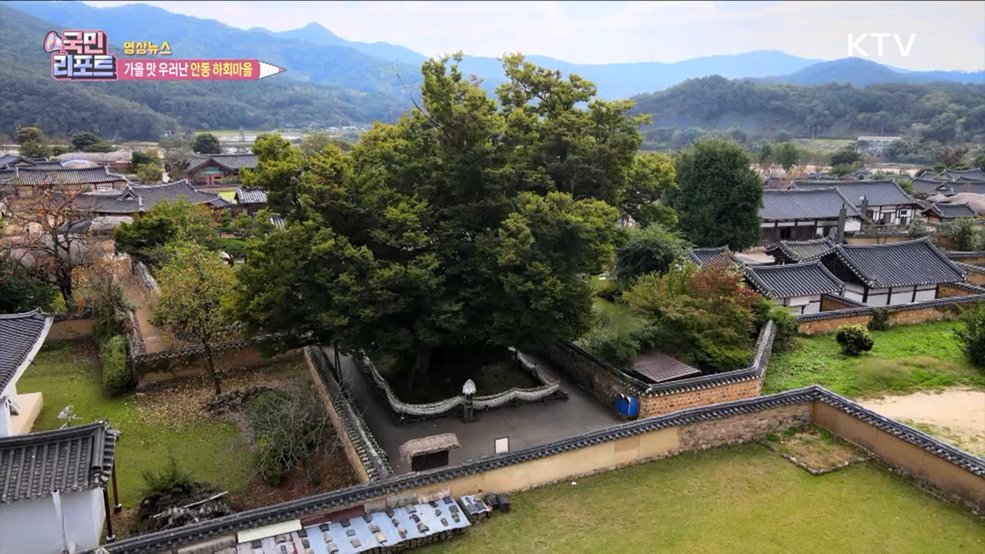 가을 맛 우러난 안동 하회마을 [함께 힐링]