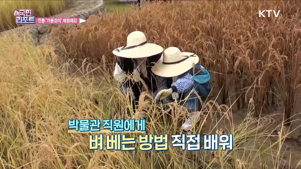 쌀 소중함 깨닫는 전통 '가을걷이' 체험
